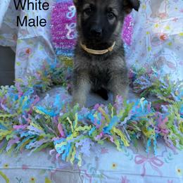 Male 6 - Sable male German Shepherd puppy in Holladay, Tennessee from Mercedes Gumbel