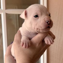 Dahlia - White female American Staffordshire Terrier puppy in Lizella, Georgia from Àine Amstaffs