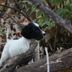 Border Collie, English Setter, and Miniature American Shepherd Puppies from First Harmony Farms
