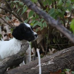 Border Collie, English Setter, and Miniature American Shepherd Puppies from First Harmony Farms