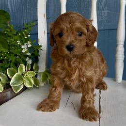 Bodhi - Red male Cavapoo puppy in Manheim, Pennsylvania from Paige Haldeman's Cavapoos and Shichons