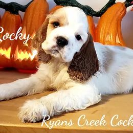 Cocker Spaniels from Stephanie Begley