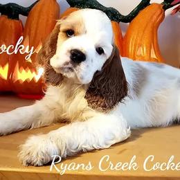 Cocker Spaniels from Stephanie Begley