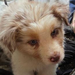 Cadbury - Red merle male Australian Shepherd puppy in Albany, Oregon from Red Cloud Australian Shepherds and DeGray Great Danes & Bulldogs