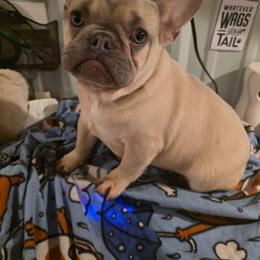 French Bulldog puppies from Stogdill's Baby Bullies