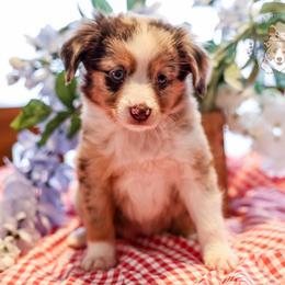 Independence - Red merle female Miniature Australian Shepherd puppy in San Antonio, Texas from Wigglebutts Unlimited