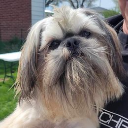 Cayde - Shih Tzu