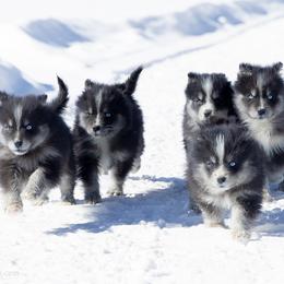 Pomsky puppies from New World Pomskies