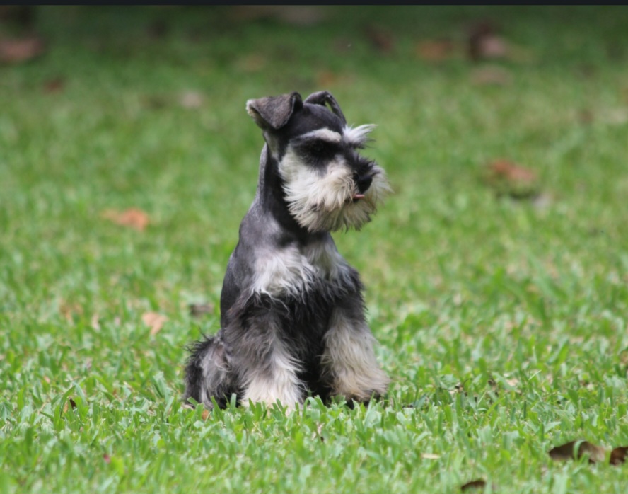 Harvey - Miniature Schnauzer