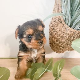 Yorkshire Terrier Puppies from Elaine’s Pup Co.