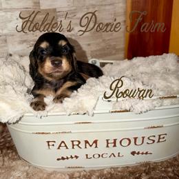 Rowan - Black and cream male Dachshund puppy in Atwood, Oklahoma from Holder’s Doxie Farm