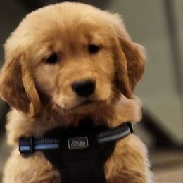 Matthew - Dark golden Golden Retriever puppy in Lebanon, Oregon from Soda Springs Kennel
