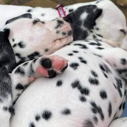 Dalmatian Puppies from 5 Alarm LUA Dalmatians