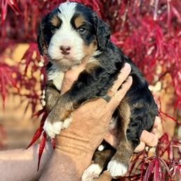 Australian Mountain Doodle and Bernedoodle Puppies from Blue Skye Doodles