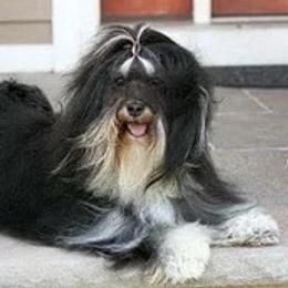 Hemi - Havanese
