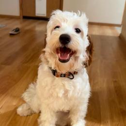 Everest - Goldendoodle