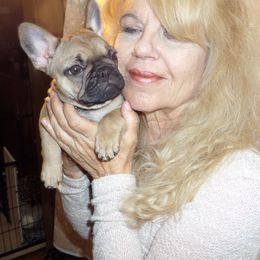 French Bulldog Puppies from Tra La French Bulldogs