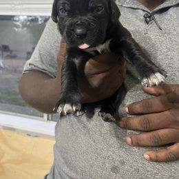 Cane Corso Puppies from Double C Cane Corso Kennel