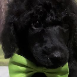Boy 2 - Poodle puppy in Barry, Texas from Hightopp Standard Poodles