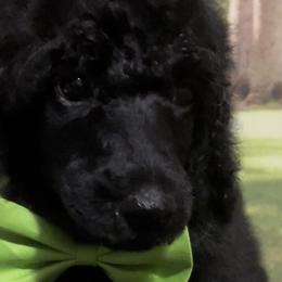 Boy 2 - Poodle puppy in Barry, Texas from Hightopp Standard Poodles