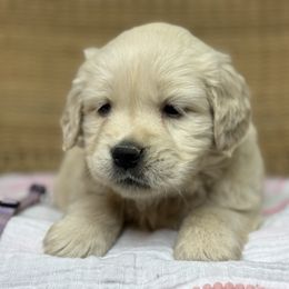 Miss Lavender - Golden female Golden Retriever puppy in Tonasket, Washington from Denzil’s Goldens