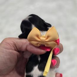 Millie - Black and white female Shihpoo puppy in Vernon, Texas from Sugarland's Texas Goldendoodles