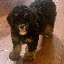 Bernedoodle Puppies from Hilary’s Doodle Ranch