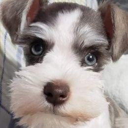 Future Dam - Miniature Schnauzer