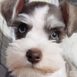 Future Dam - Miniature Schnauzer