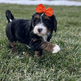 Maddy - Tri-color female Bernedoodle puppy in Mint Hill, North Carolina from DoodleForever