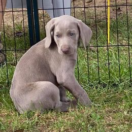 Weimaraner Puppies from Meadow Ridge Weims