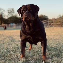 Boa  - Rottweiler