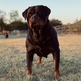 Boa  - Rottweiler