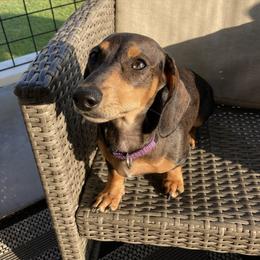 Pepper - Dachshund