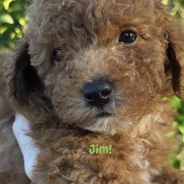 Jim - Red  male Poodle puppy in Orlando, Florida from Denise’s Puppies