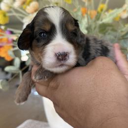 Slumber - pink collar - Tri-color female Bernedoodle puppy in Yuciapa, California from AlltheDoodlez_