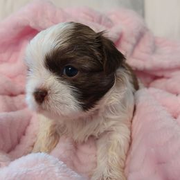 Shih Tzus from Shih Tzu's by Jen