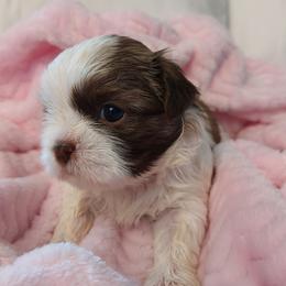 Shih Tzus from Shih Tzu's by Jen