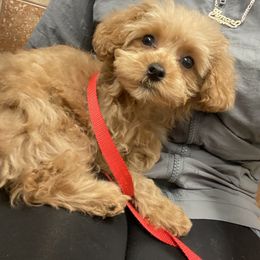 Maltipoo and Poodle All Grown Up from Poodles Are Mixy
