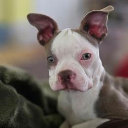 Tipsy - Boston Terrier