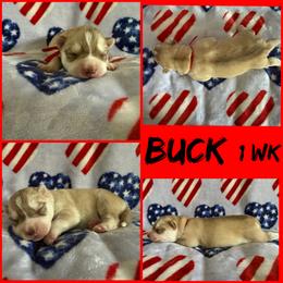 Buck (nickname) - Red and white male Siberian Husky puppy in Fairborn, Ohio from Haven of Free Spirits