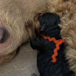 Cash - Airedale Terrier puppy in Lakewood, Washington from Hazel Blue Airedales
