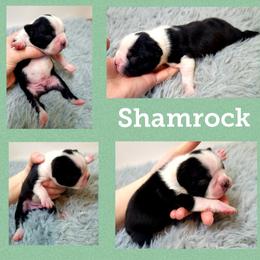 Boston Terrier Puppies from Diamonds In The Ruff Boston Terriers