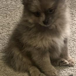 Yogi - Blue merle male Pomeranian puppy in Brentwood, California from Royalpawpoms
