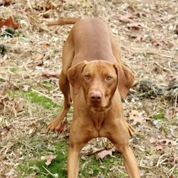 Cap - Vizsla