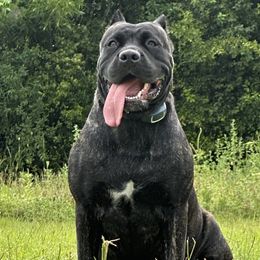 Cane Corso from Magna Cane Corso
