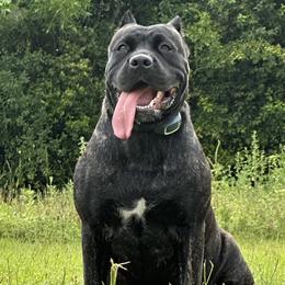 Cane Corso from Magna Cane Corso