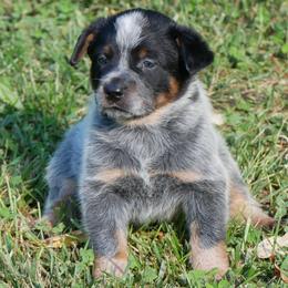George Washington - Blue mottled male Australian Cattle Dog puppy in Buffalo Valley, Tennessee from Buffalo Valley Breeders