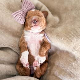 Viper - Apricot female Goldendoodle puppy in Garden Grove, California from Sunkissed Doodles
