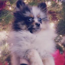 Pomeranian Puppies from Pers N Poms